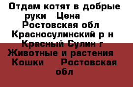 Отдам котят в добрые руки › Цена ­ 10 - Ростовская обл., Красносулинский р-н, Красный Сулин г. Животные и растения » Кошки   . Ростовская обл.